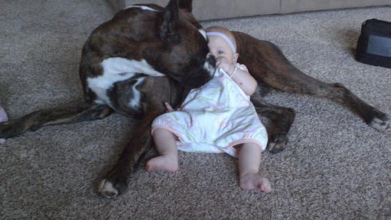 German boxer
