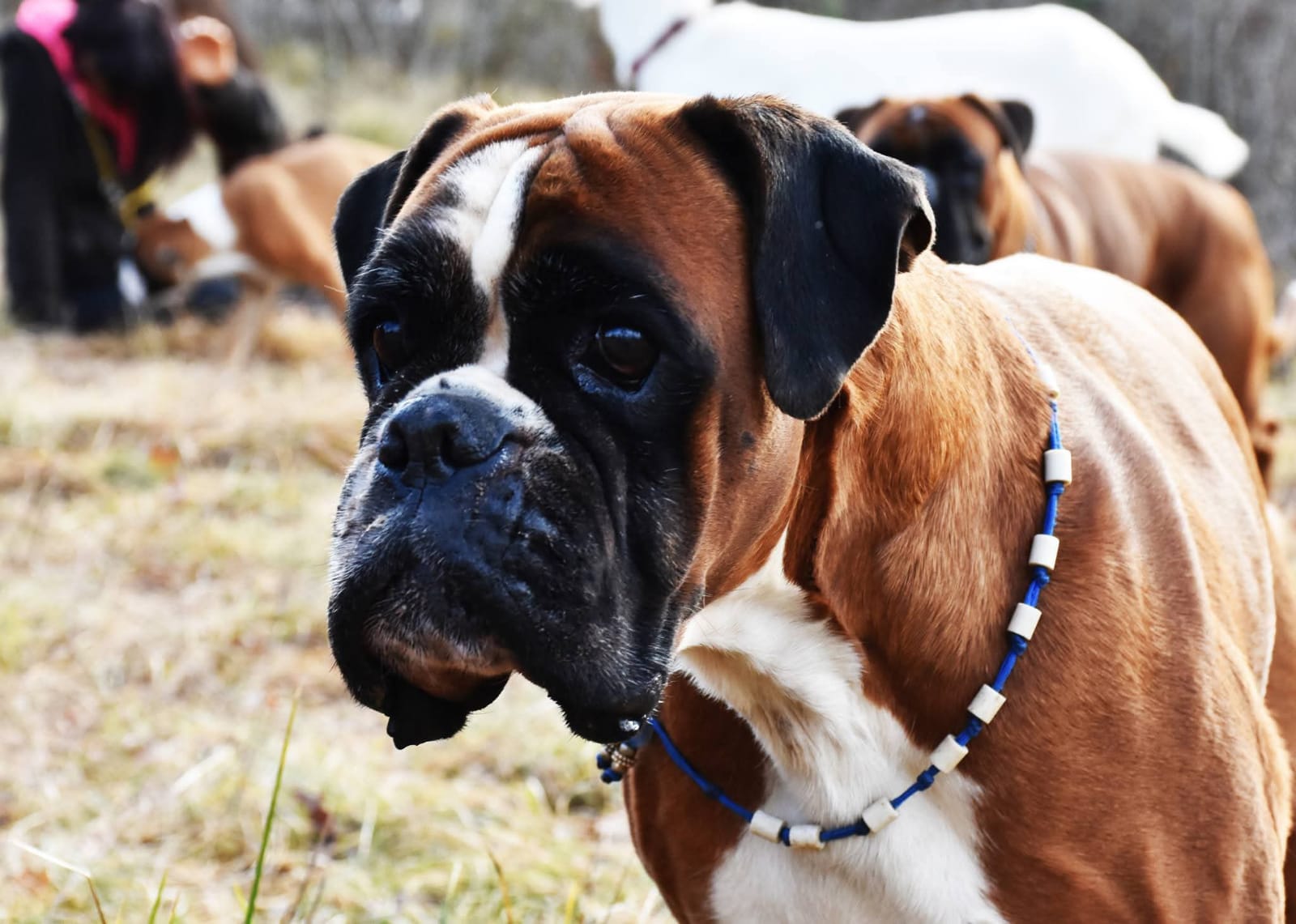 German boxer